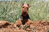 AIREDALE TERRIER 269